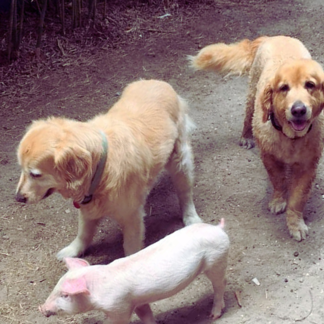 Treat Deli Wholesale Pet treats About Us