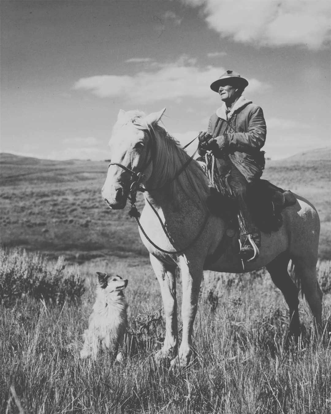 Treat Deli Wholesale pet treats Generations of animal know how