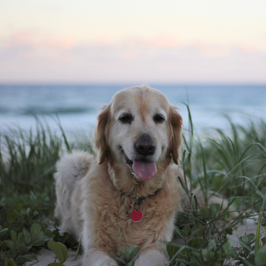 Treat Deli Is Australian Owned and operated Pet Treat Wholesaler